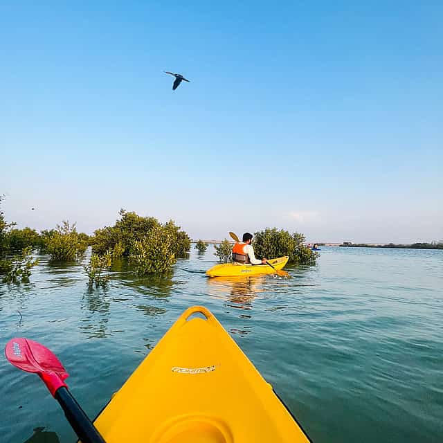 Mangrove Kayaking Adventure