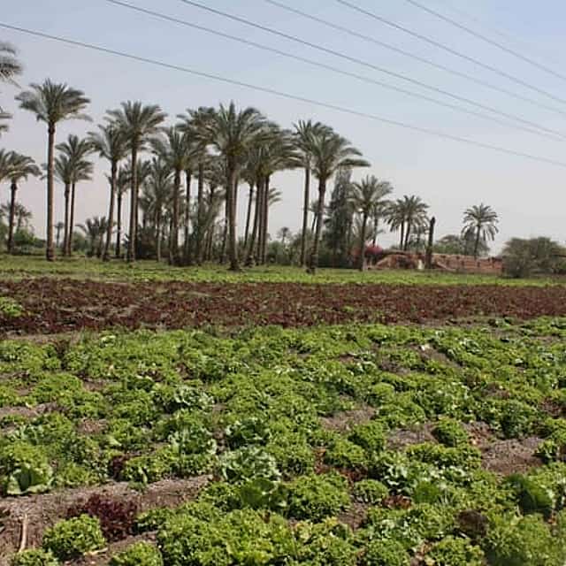 Half-Day Egypt Country Side Farm Tour with Pick Up