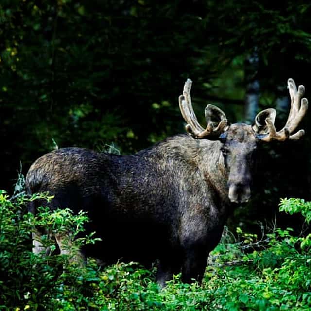 Private Wildlife Forest Hike
