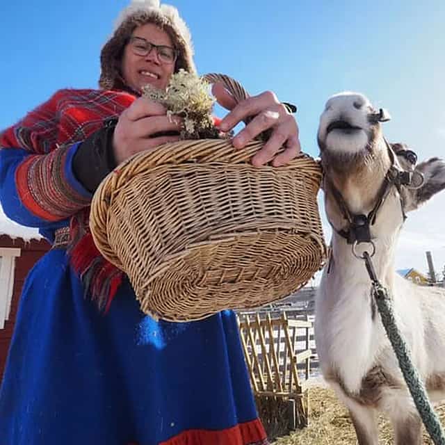 Sami Reindeer Safari Express by the Ounasjoki Rapids