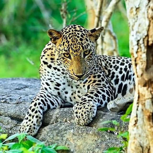 Yala National Park Safari from Mirissa