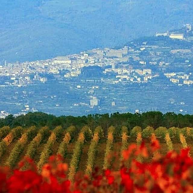Exclusive Private Cortona Experience from Florence: Land of Tuscan Syrah.