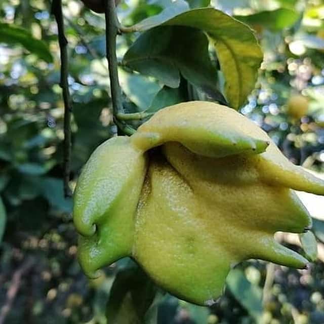 Lemon and olive oil in Sorrento Coast