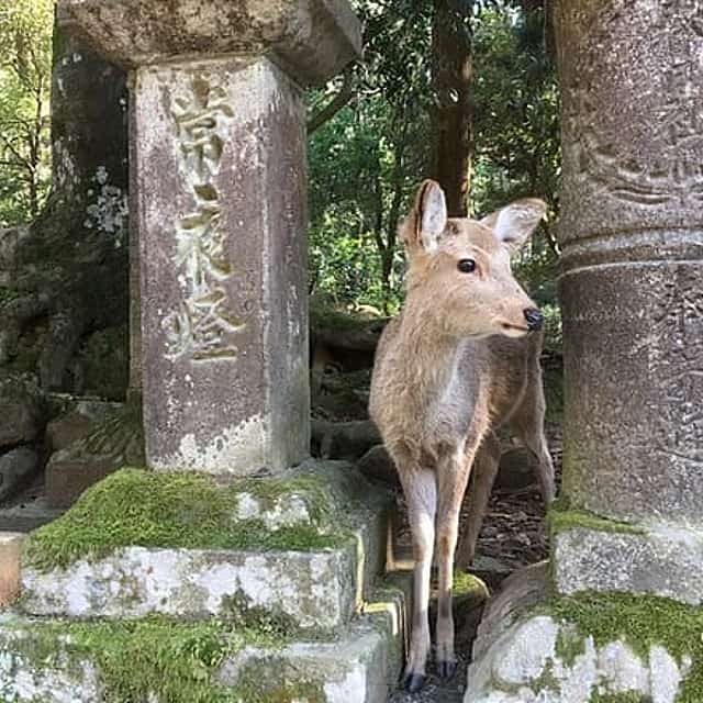 Nara Private Tour: Highlights & Hidden Gems with a Local Guide