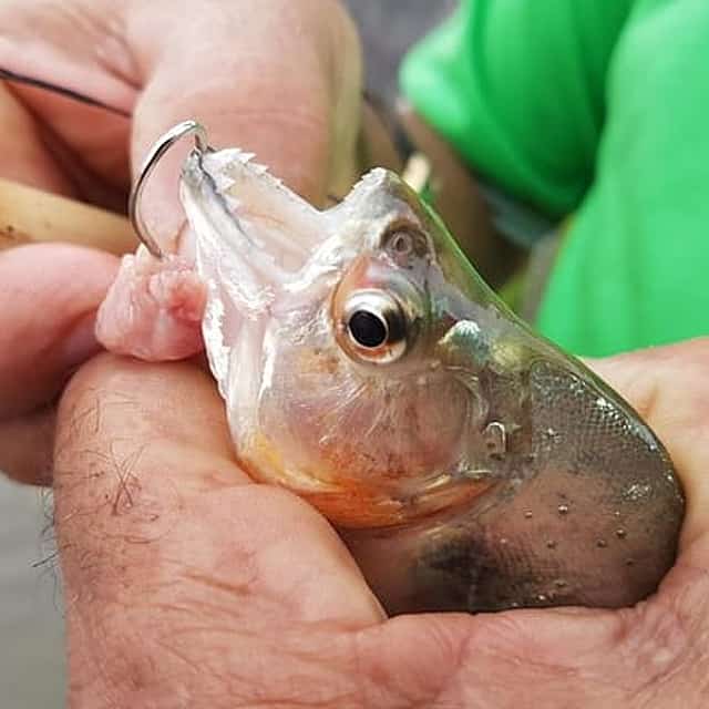 Solimoes River Piranha Fishing and Alligator Watching Tour
