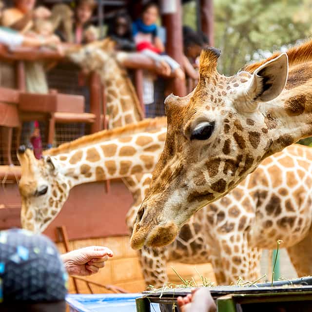 Excursión de un día al Centro de las Jirafas, el Orfanato de Elefantes y Bomas de Kenia desde Nairobi
