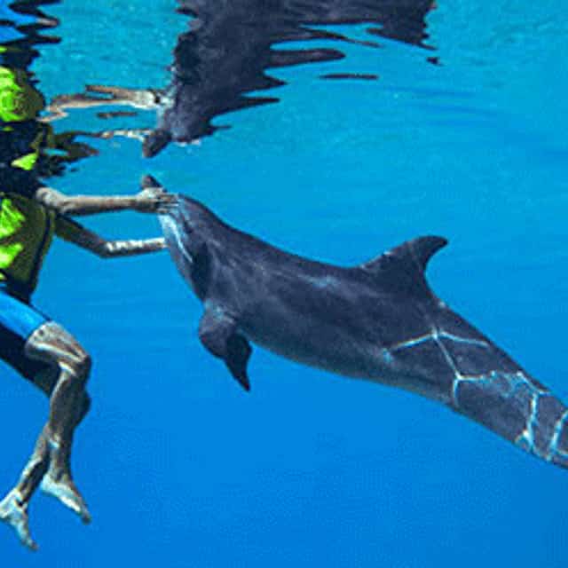 Nada con Delfines (Aguas Profundas)