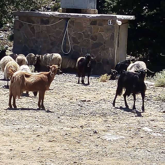 CHQ04. Private Tour to Cretan Villages of Apokoronas and Prophet Ilias
