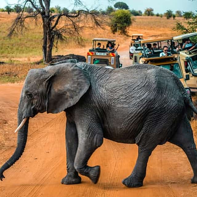 Séjour de 2 jours en safari en Tanzanie | Tarangire et Cratère de Ngorongoro : l'expérience des Big Five