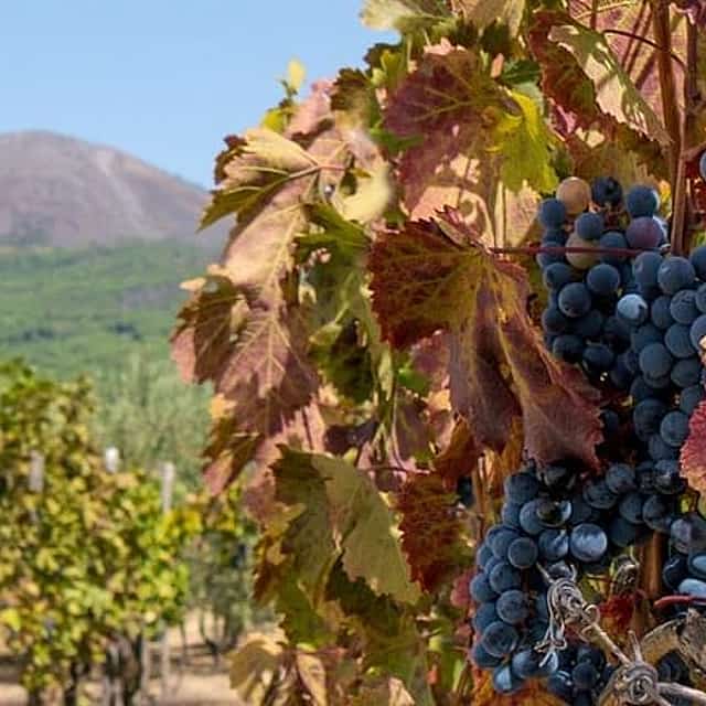 Wine Experience at a Vineyard on the slopes ofVesuvius