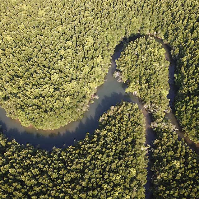 Eco-Mangrove Private Boat Cruise
