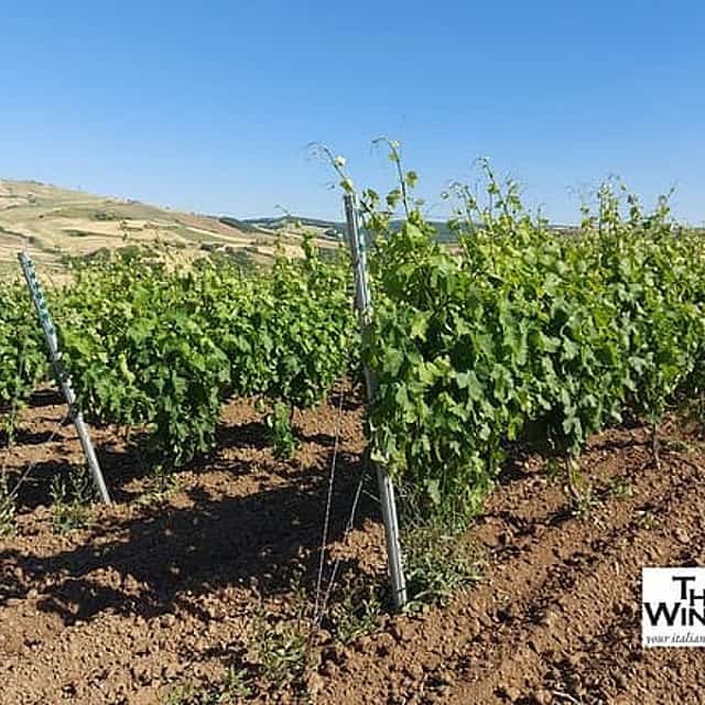 Private Vulture Wine Tour from MATERA with sommelier