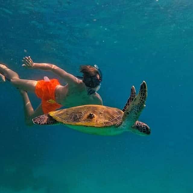 Plongée avec les tortues à Fujairah avec transfert