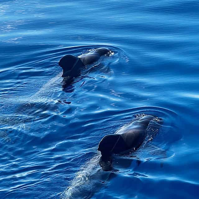 2h Viking Cruise Whales & Dolphins Watching