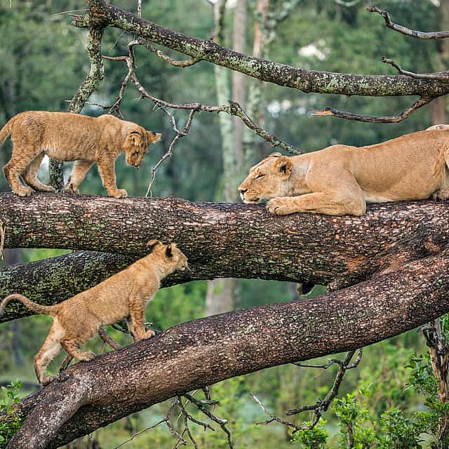 Lake Manyara National Park Full-day Tour from Arusha