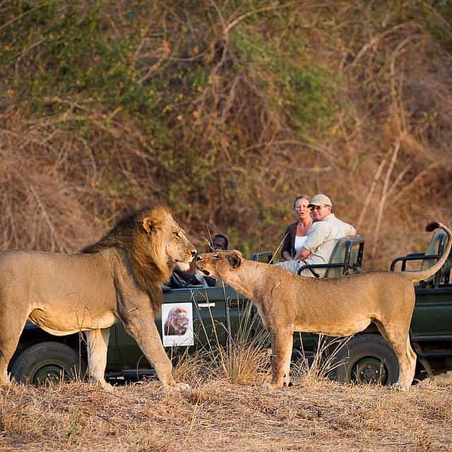 Ganztägige private South Luangwa Tour