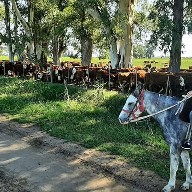 Horseback Riding Experience in Carlos Keen