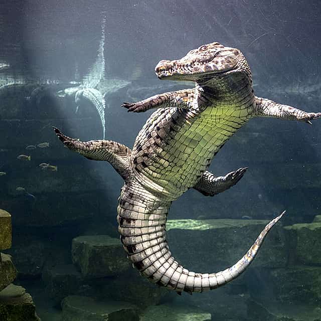 Dubai Crocodile Park Tour with Private Transfers