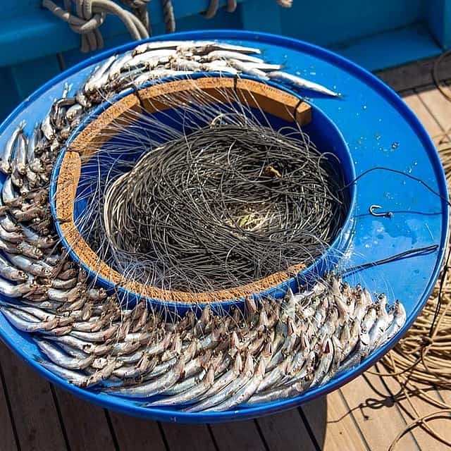 Fischerlebnis in Capri mit Mittagessen an Bord während der Bootsfahrt