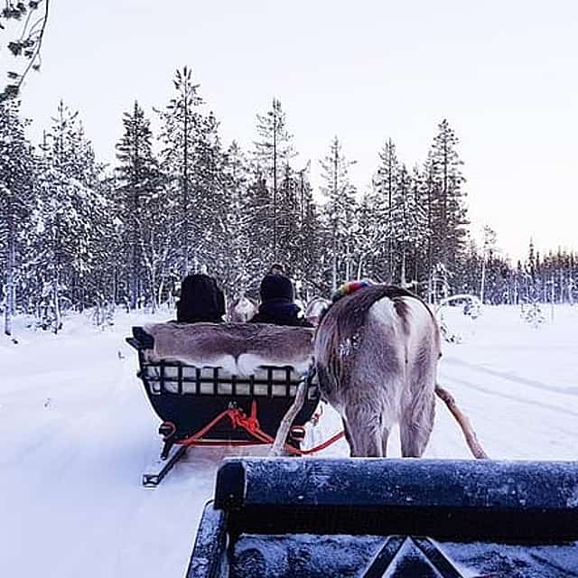 1 Hour Reindeer Safari & a Farm Visit