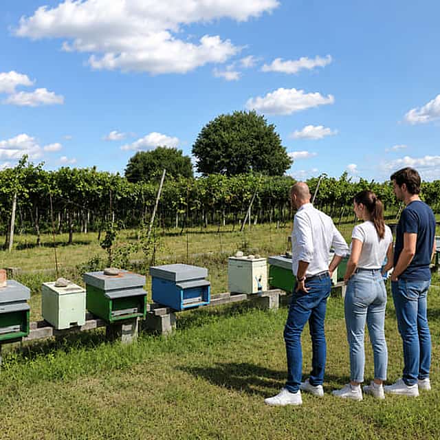 Beekeping Farm tour with food tasting in Lazise