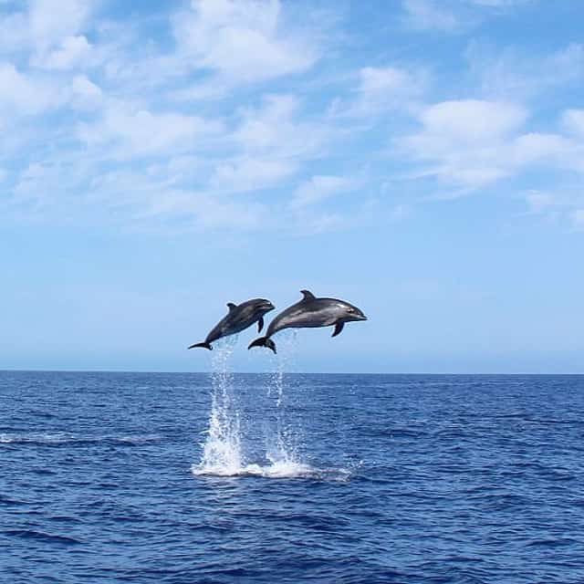 Whales & Dolphins Watching Cruise from Calheta, Madeira