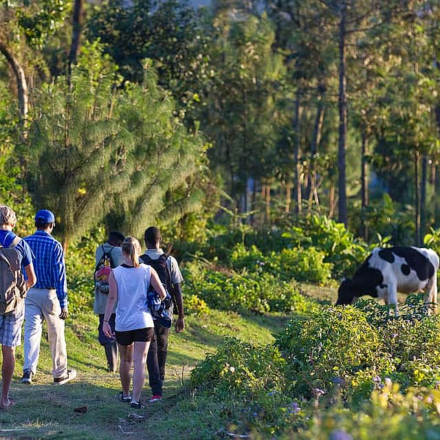 Fresh Morning Hike in Arusha