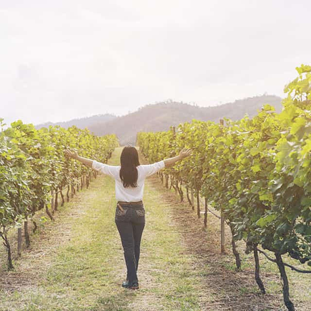 Mount Vesuvius Wine Tasting Experience