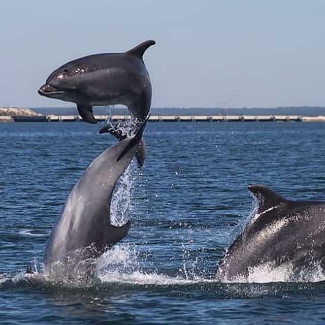 Dolphin Jeep Tour