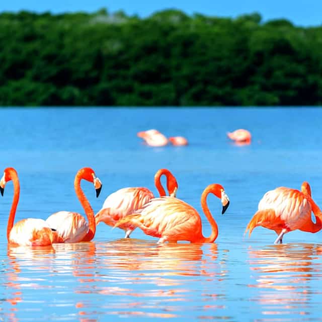 Las Coloradas, тур на целый день.
