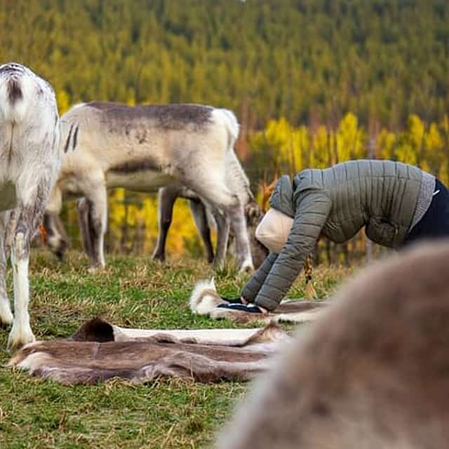 Reindeer yoga