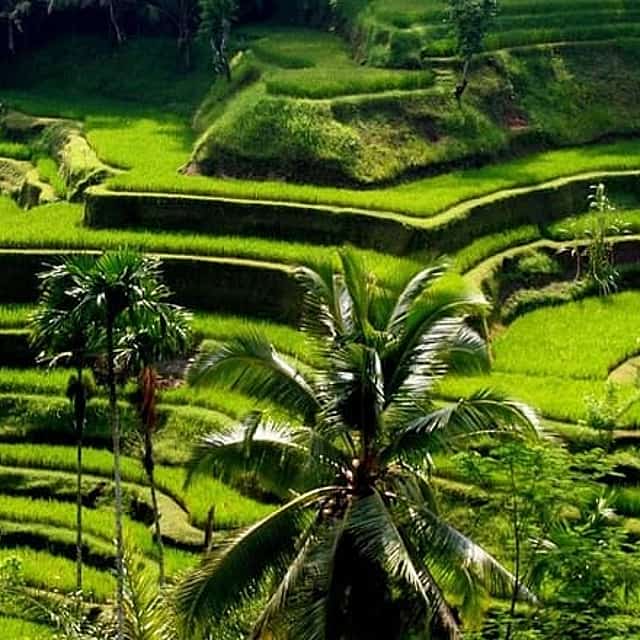 Bali Full-Day Traditional Village Sightseeing Trip All Inclusive