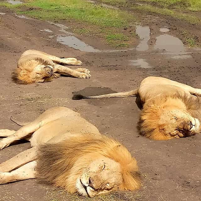 The Ultimate 4x4 Maasai Mara Day Trip