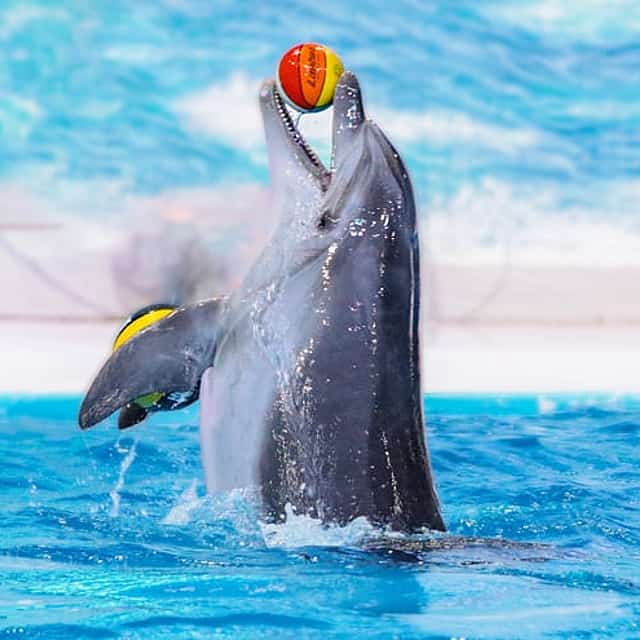 Dubajské delfinárium – vstupenky