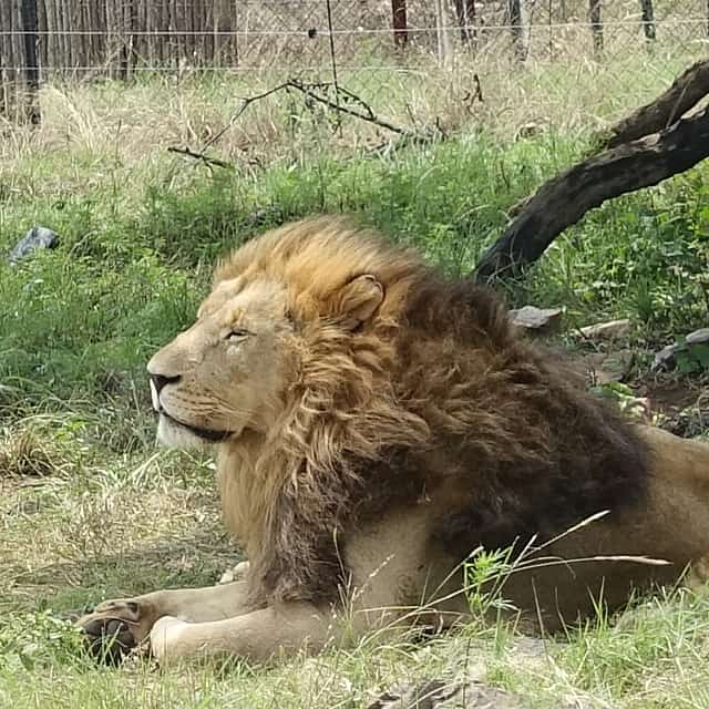 Half-day Lion and Safari Park Tour