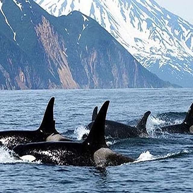 Vancouver Whale Watching Adventure with City tour