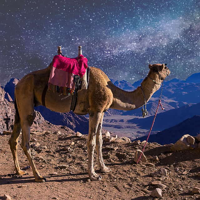 Mount Sinai and Saint Catherine’s Monastery 2-day Tour from Cairo