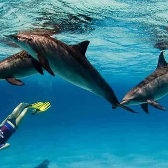 Dolphin House Reefs: Snorkel & watch Adventure from Hurghada