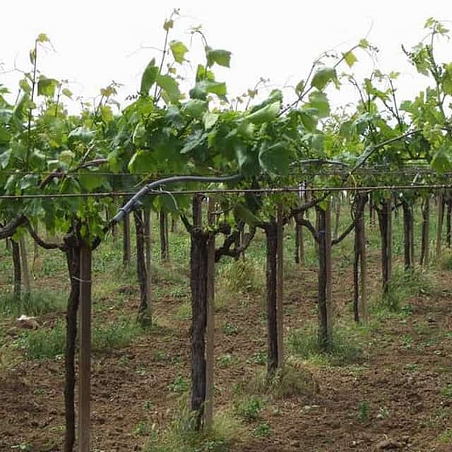 Wine tasting tour on the slopes of Vesuvius