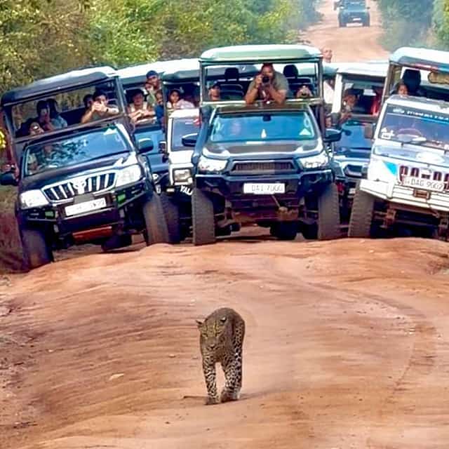 Sri Lanka Yala Wildlife Safari Tour Packages