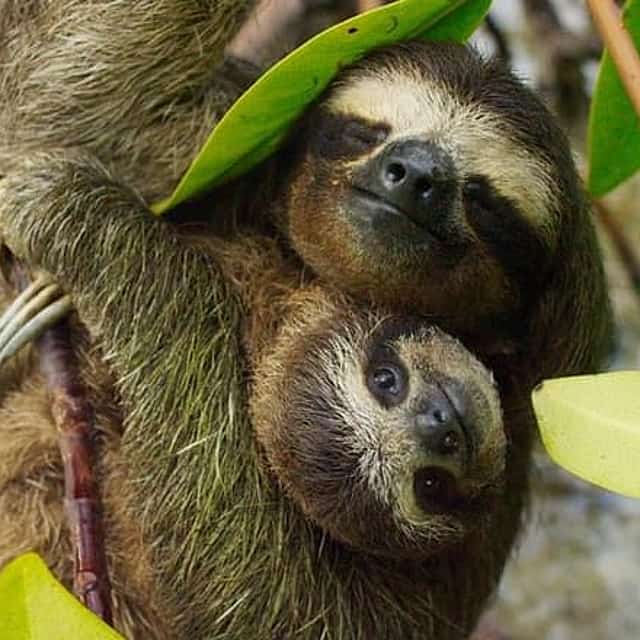 Day Trip from San Jose to Sloths & other wildlife Rescue Center