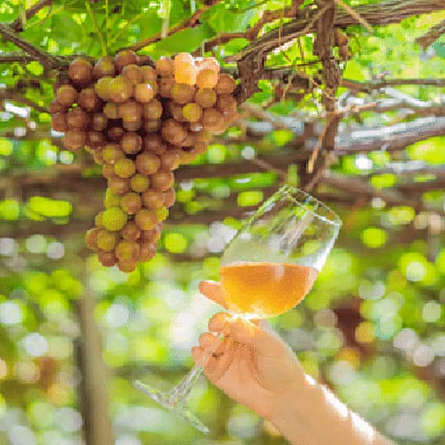 Venice’s Secret Vineyard: Private Tour & Wine Tasting