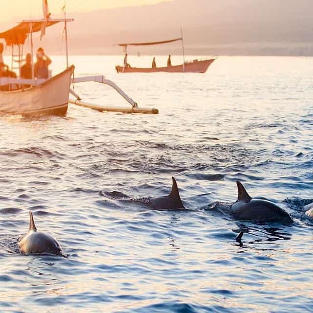 Dolphin Discovery: Exploring the Wild Habitat in North Bali