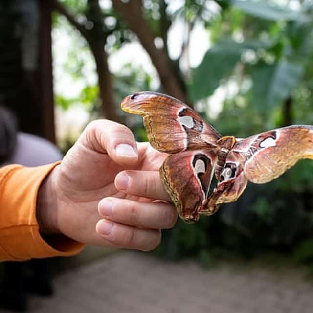 Milano Marittima Butterfly House: guided tour