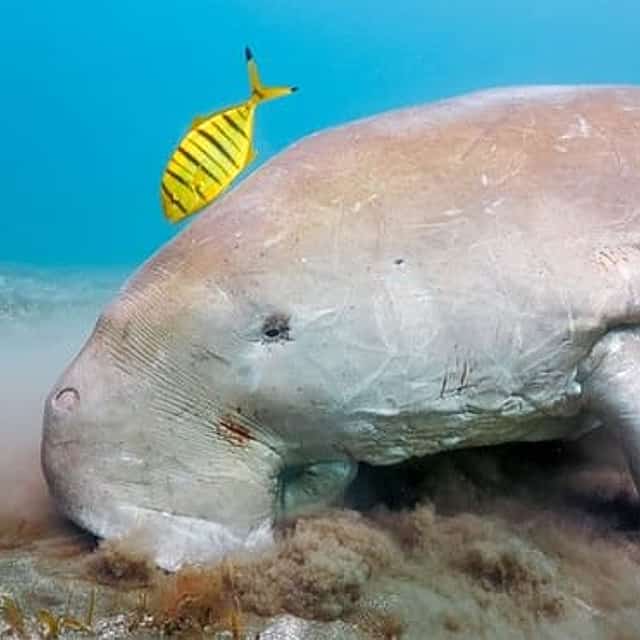 Marsa Mubarak Special: Boat and Snorkeling Trip