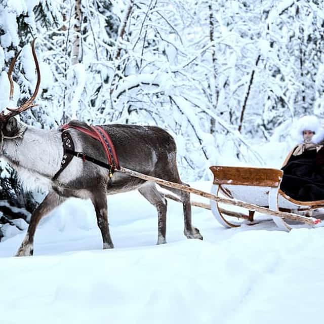 Reindeer farm and reindeer safari express 1 km, Levi