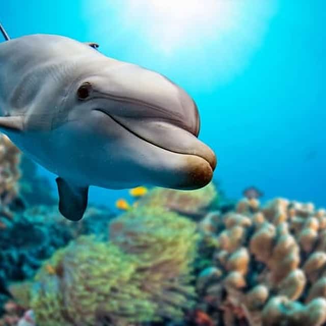 2-Hour Dolphin Sunset Tour from Giardini Naxos