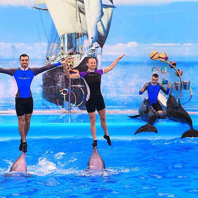 Pattaya: Espectáculo de Delfines
