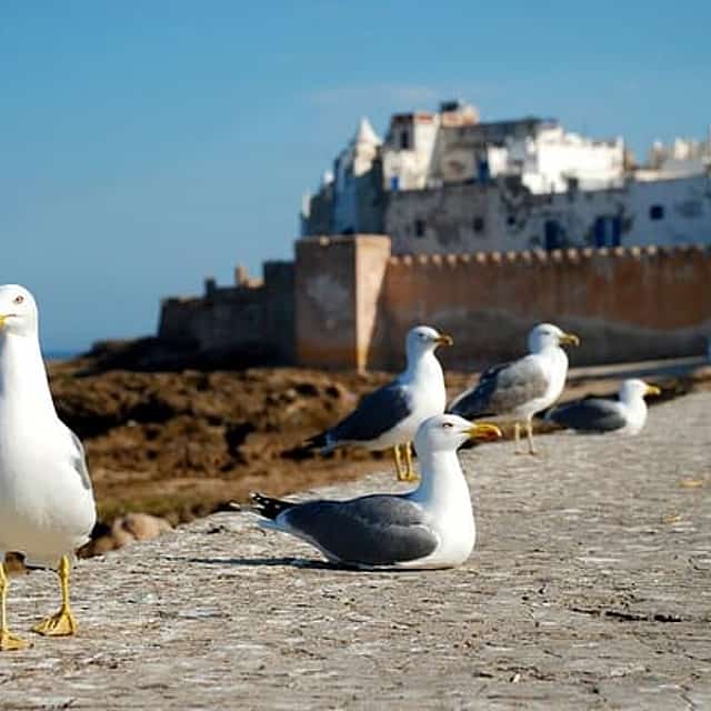 Your Own Morocco. Along The Ocean From Marrakech: Three Days of Happiness