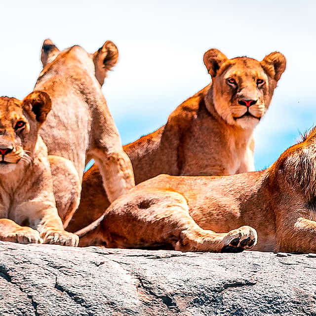 5-Day Tanzania Private Safari